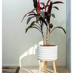 Hide+seek SUPPLY CO Groove Ceramic Planter w/beech wood legs-glossy white -As U Wish Sales Belk 1049