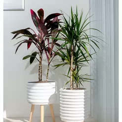 Hide+seek SUPPLY CO Groove Jr. Ceramic Planter w/beech wood legs-matte white -As U Wish Sales Belk 1056