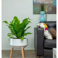 Hide+seek SUPPLY CO Janet Ceramic Planter w/beech wood legs-matte white -As U Wish Sales Belk 1067