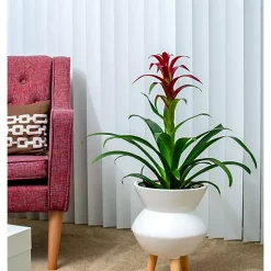 Hide+seek SUPPLY CO Maggie Ceramic Planter w/beech wood legs-matte white -As U Wish Sales Belk 1109